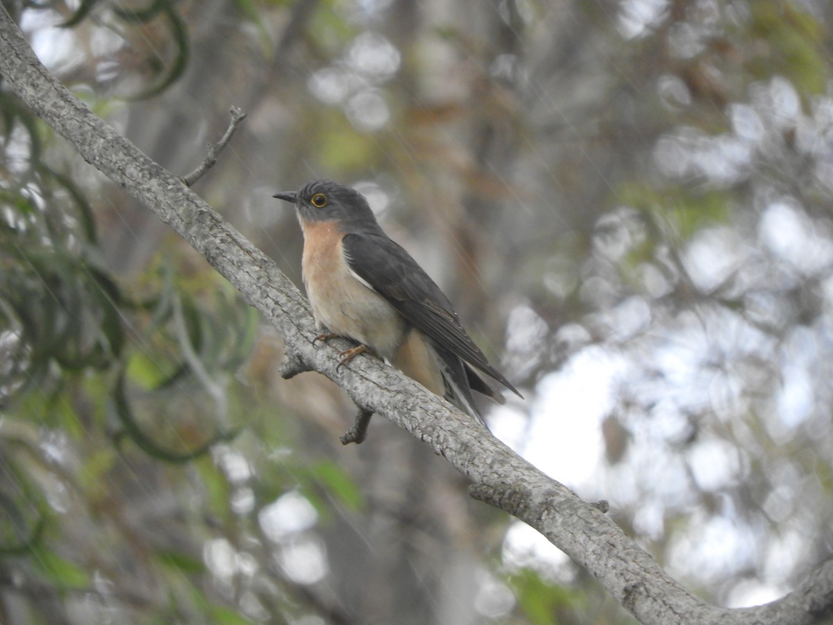 Fan-tailed Cuckoo - ML610012380