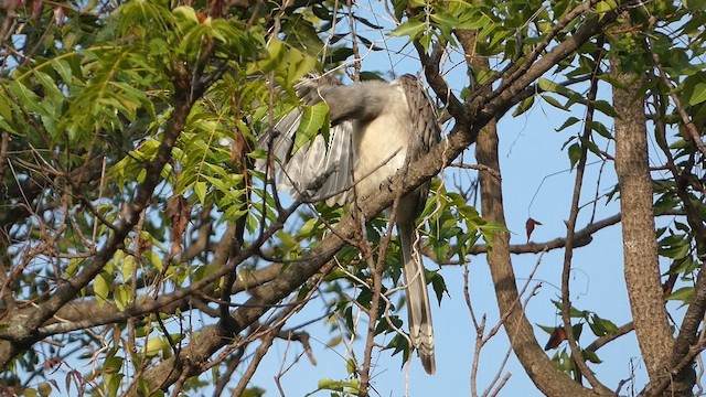 Cálao Gris Indio - ML610012550