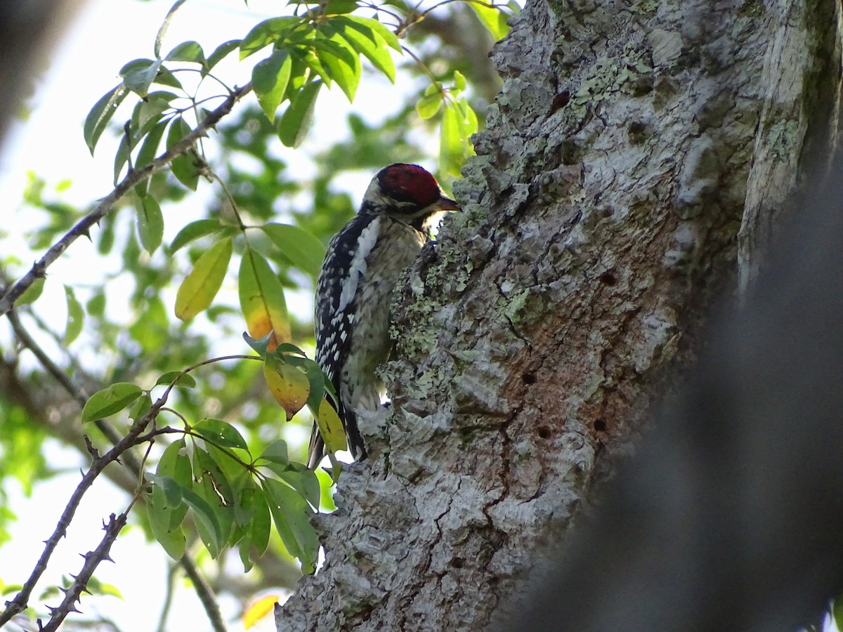 Yellow-bellied Sapsucker - Enric Fontcuberta Trepat