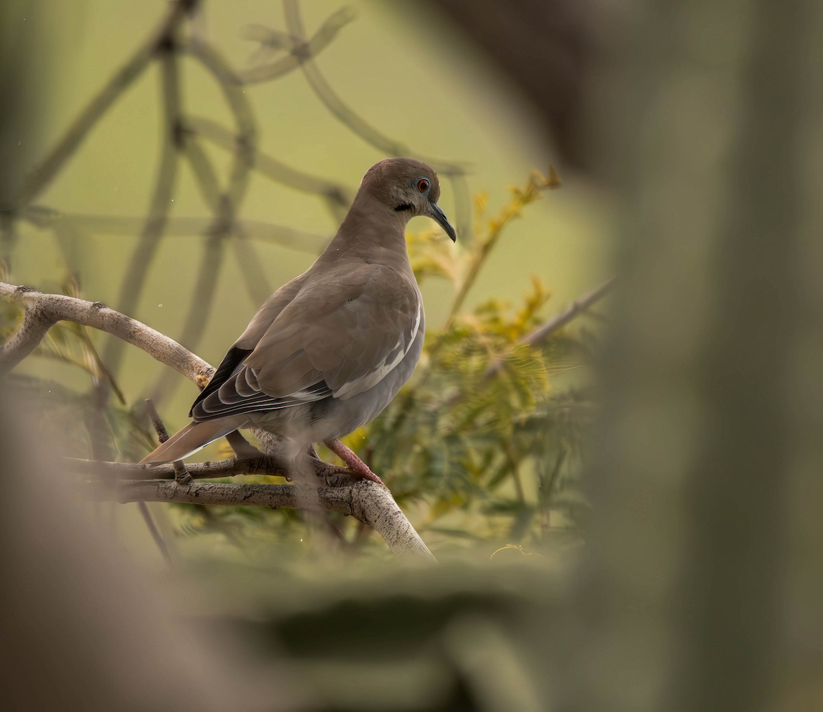 White-winged Dove - ML610012602