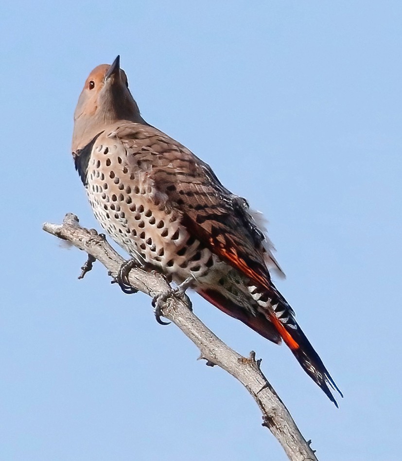 Northern Flicker - ML610012614