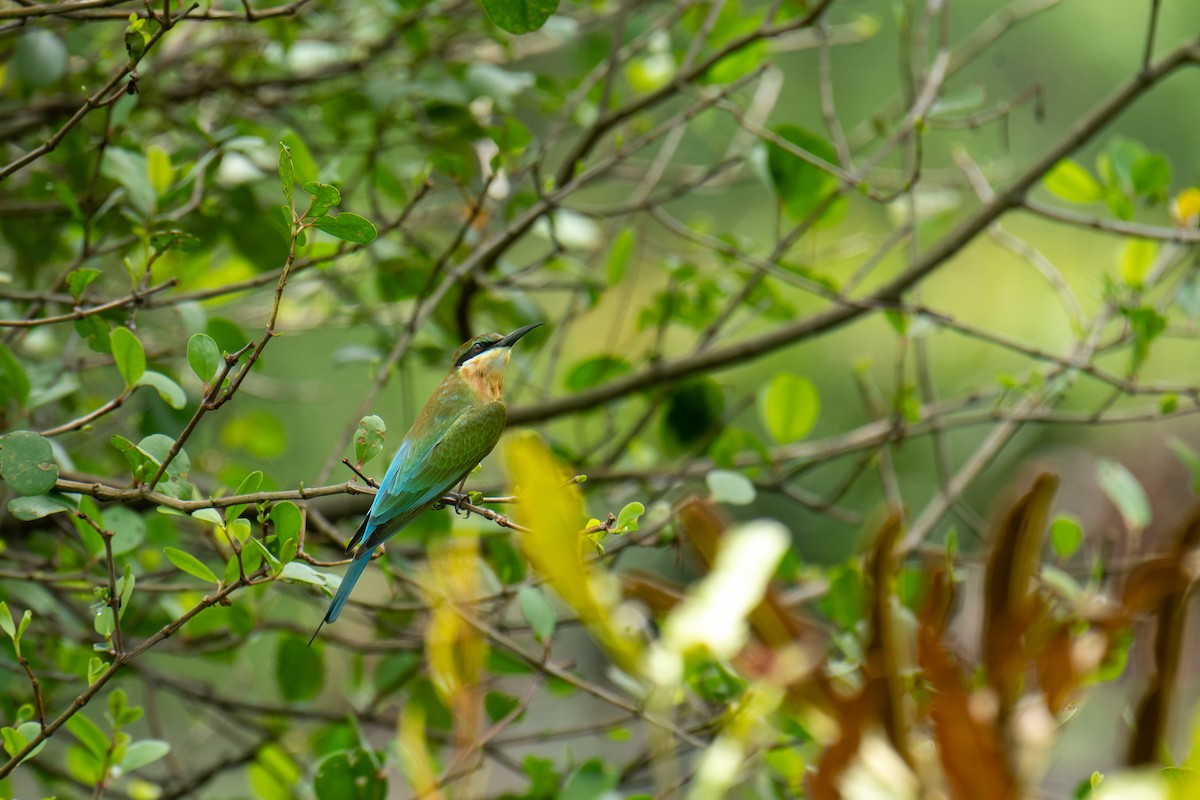 Blue-tailed Bee-eater - ML610012624