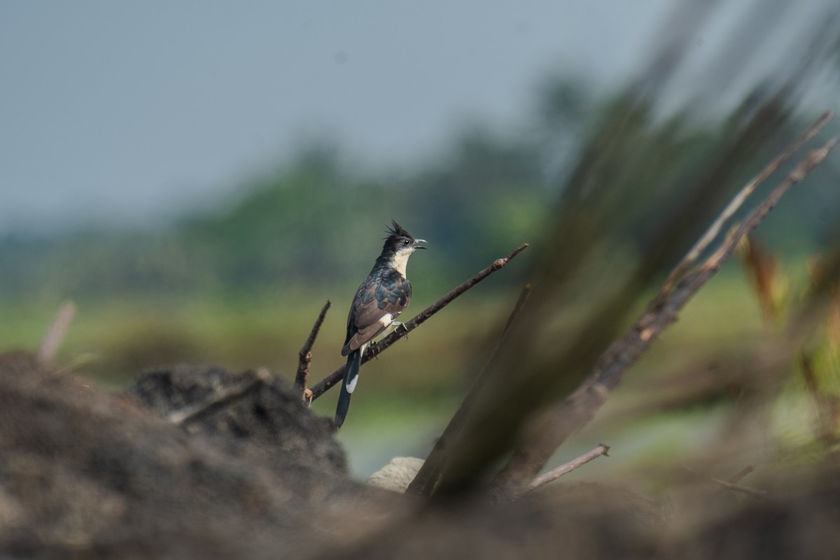 Pied Cuckoo - ML610012632