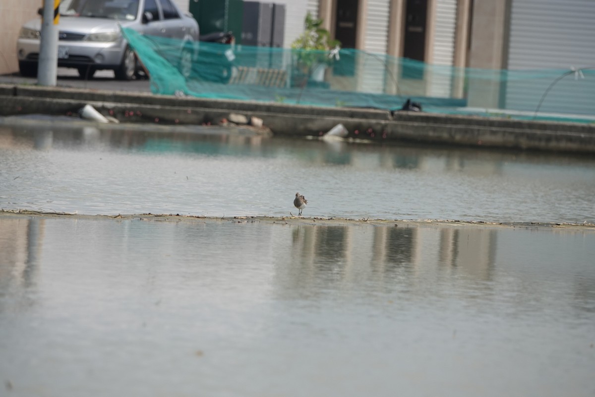 Pectoral Sandpiper - hiya lin