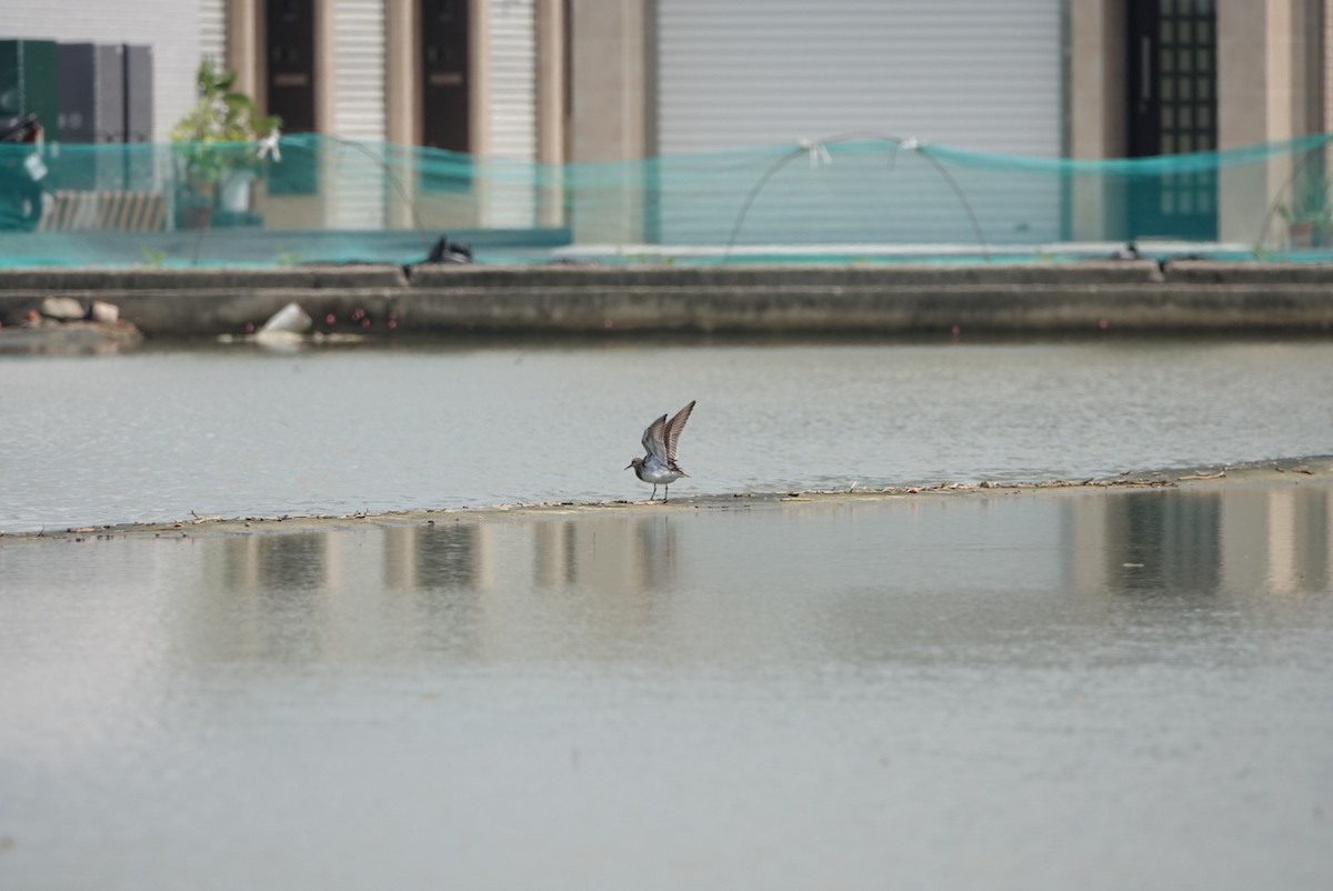 Pectoral Sandpiper - hiya lin