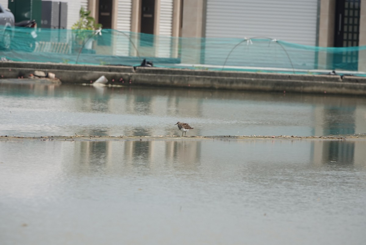 Pectoral Sandpiper - hiya lin