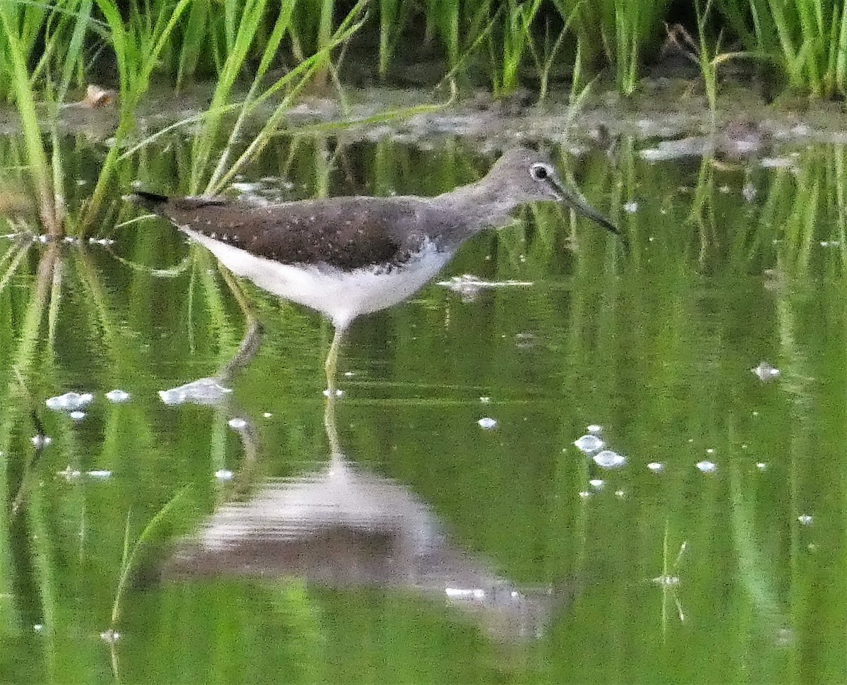 Green Sandpiper - ML610012771