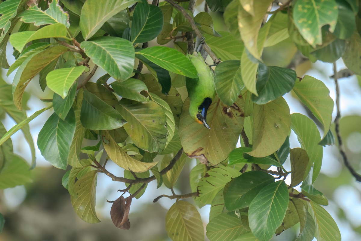 Golden-fronted Leafbird - ML610012807