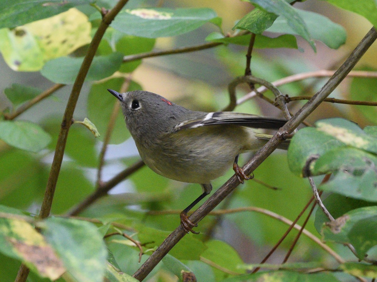 Ruby-crowned Kinglet - Wendy Hill