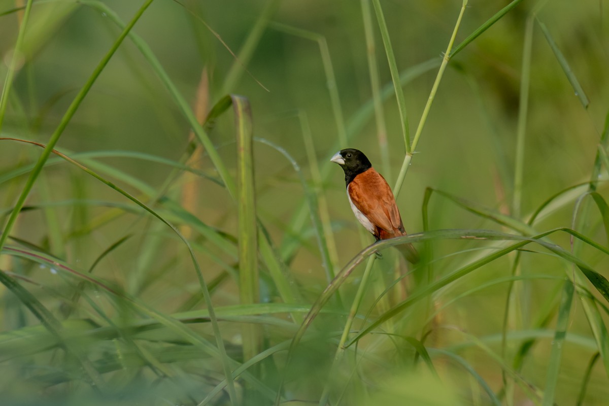 Tricolored Munia - ML610012819