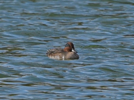 Green-winged Teal - Wendy Hill