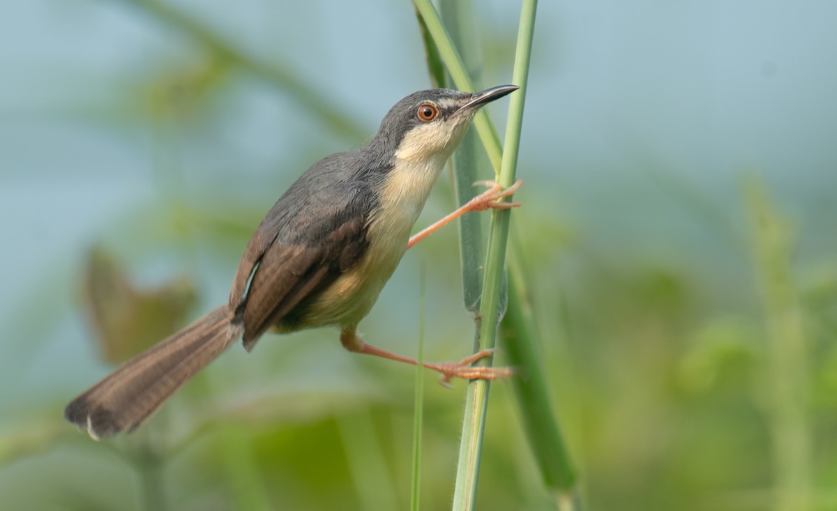 Prinia cendrée - ML610012854