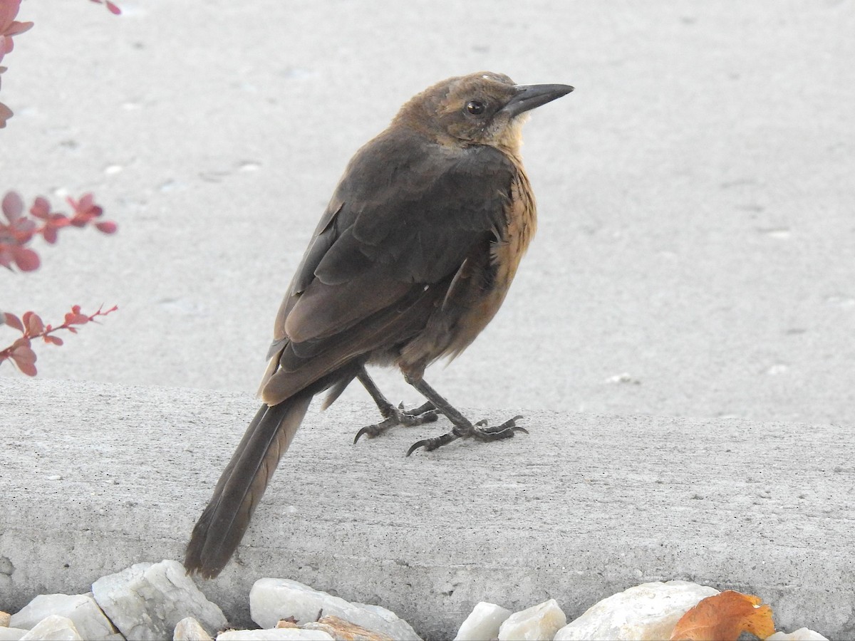 Great-tailed Grackle - ML610012859