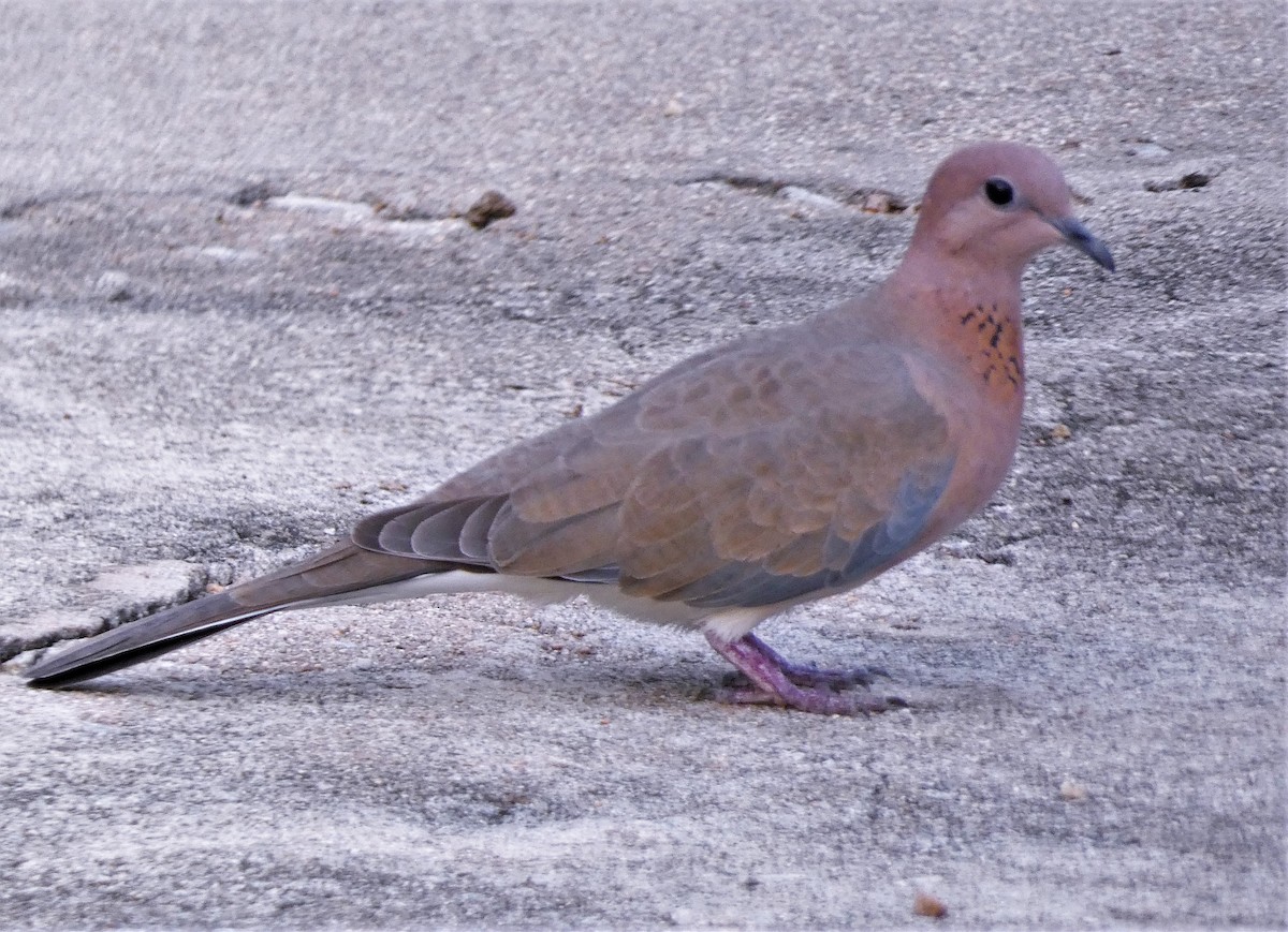 Laughing Dove - ML610012877