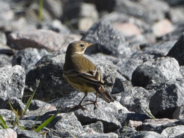 American Pipit - ML610012887