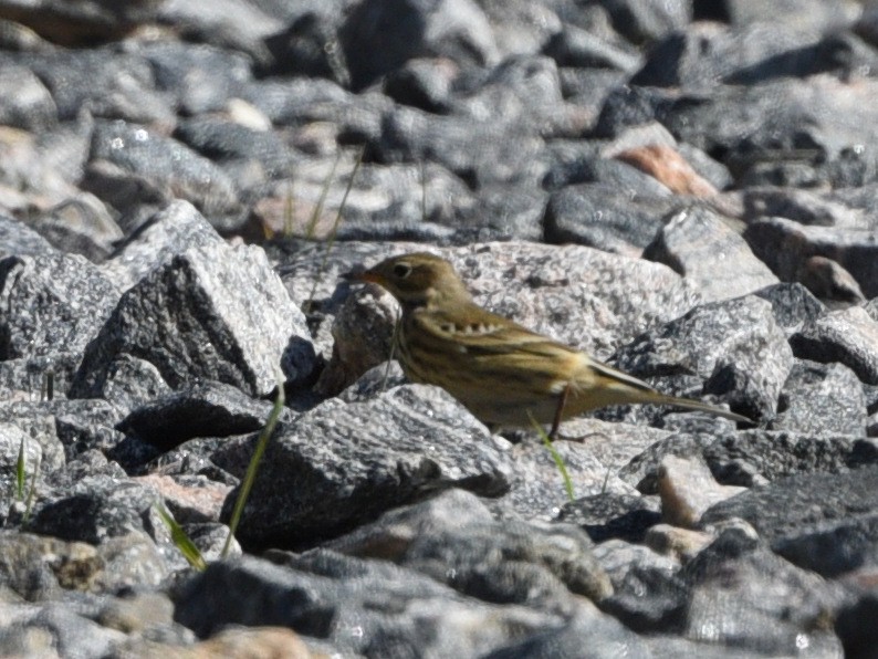 American Pipit - ML610012888