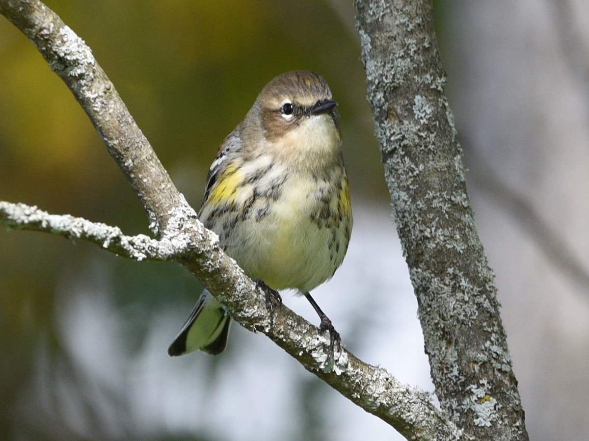 Yellow-rumped Warbler - Wendy Hill