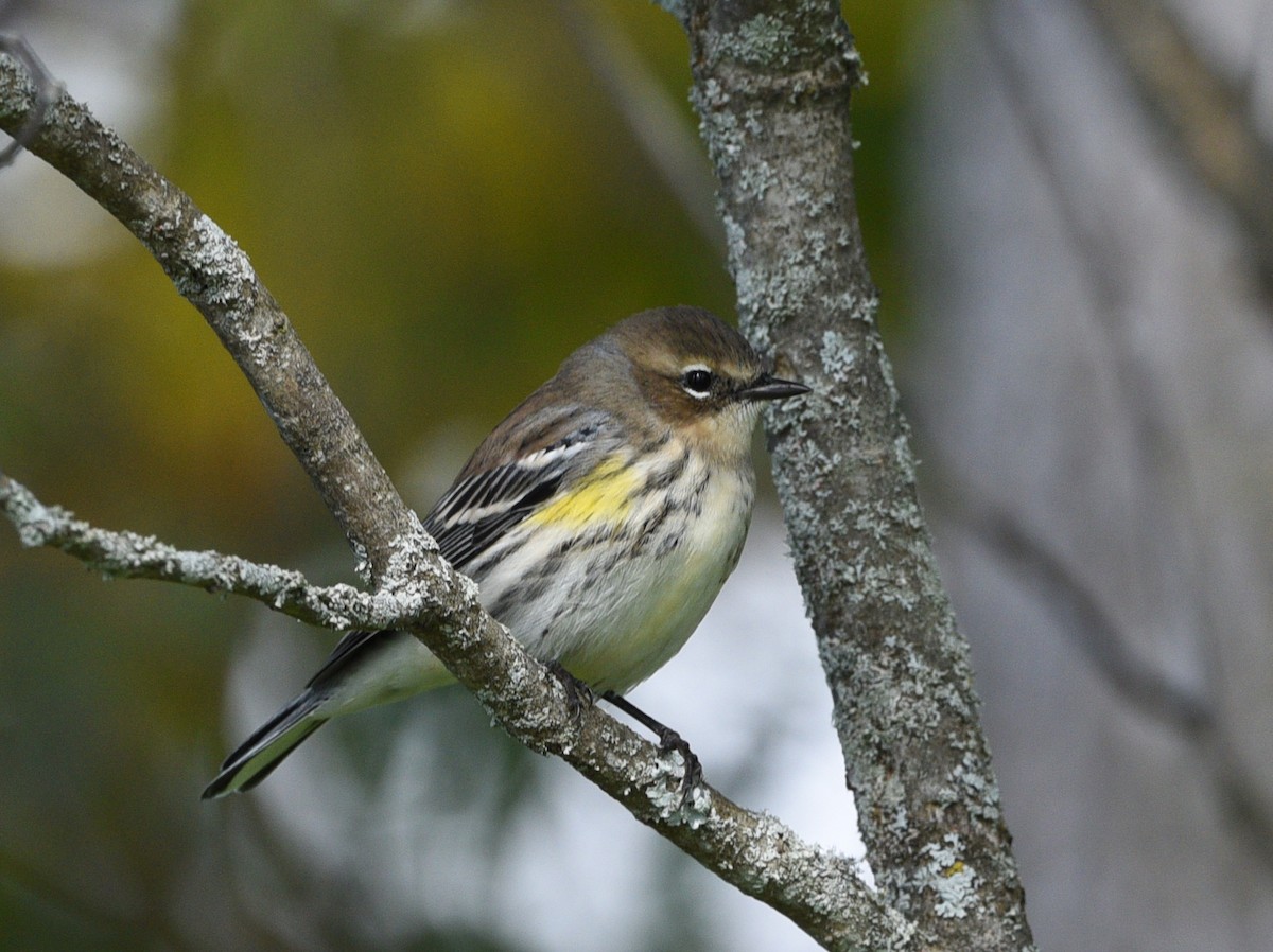 Yellow-rumped Warbler - Wendy Hill