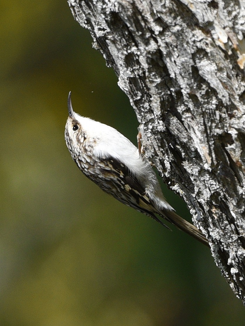 Brown Creeper - ML610012898