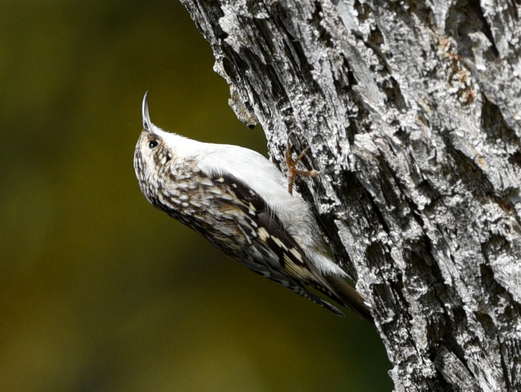 Brown Creeper - ML610012899