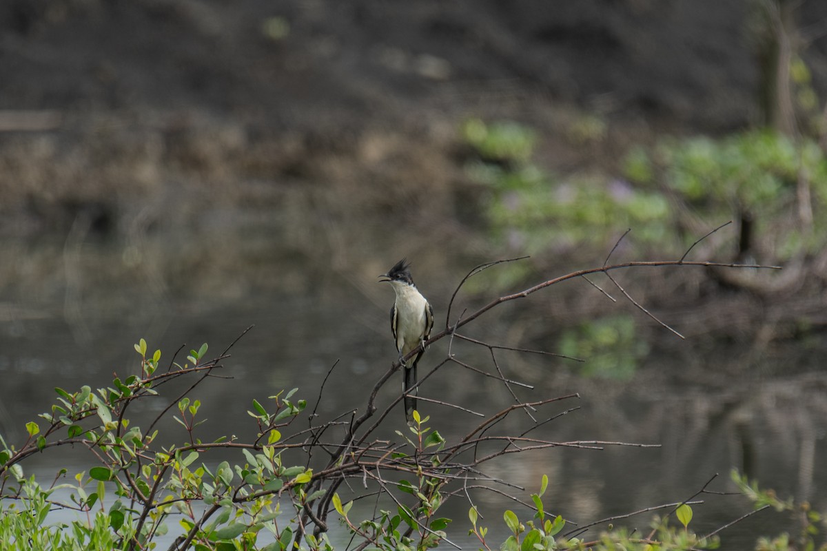 Pied Cuckoo - ML610012917