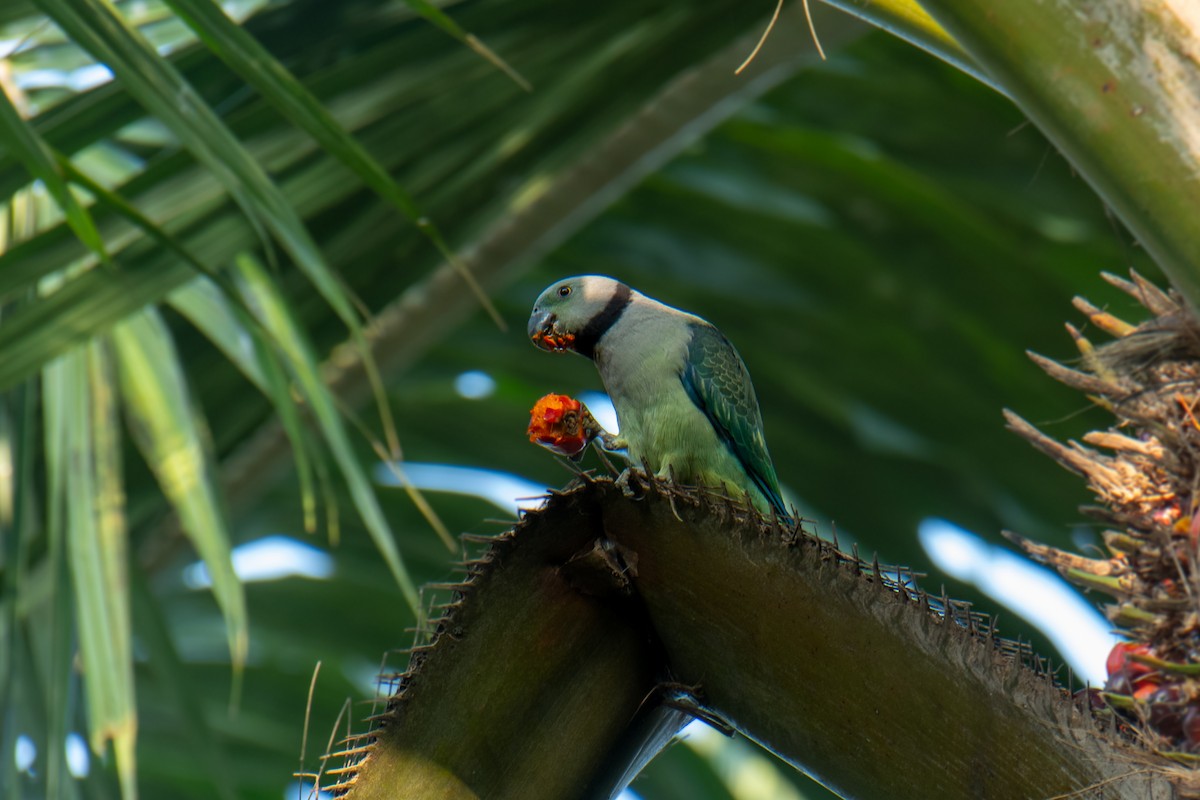 Malabar Parakeet - ML610012937