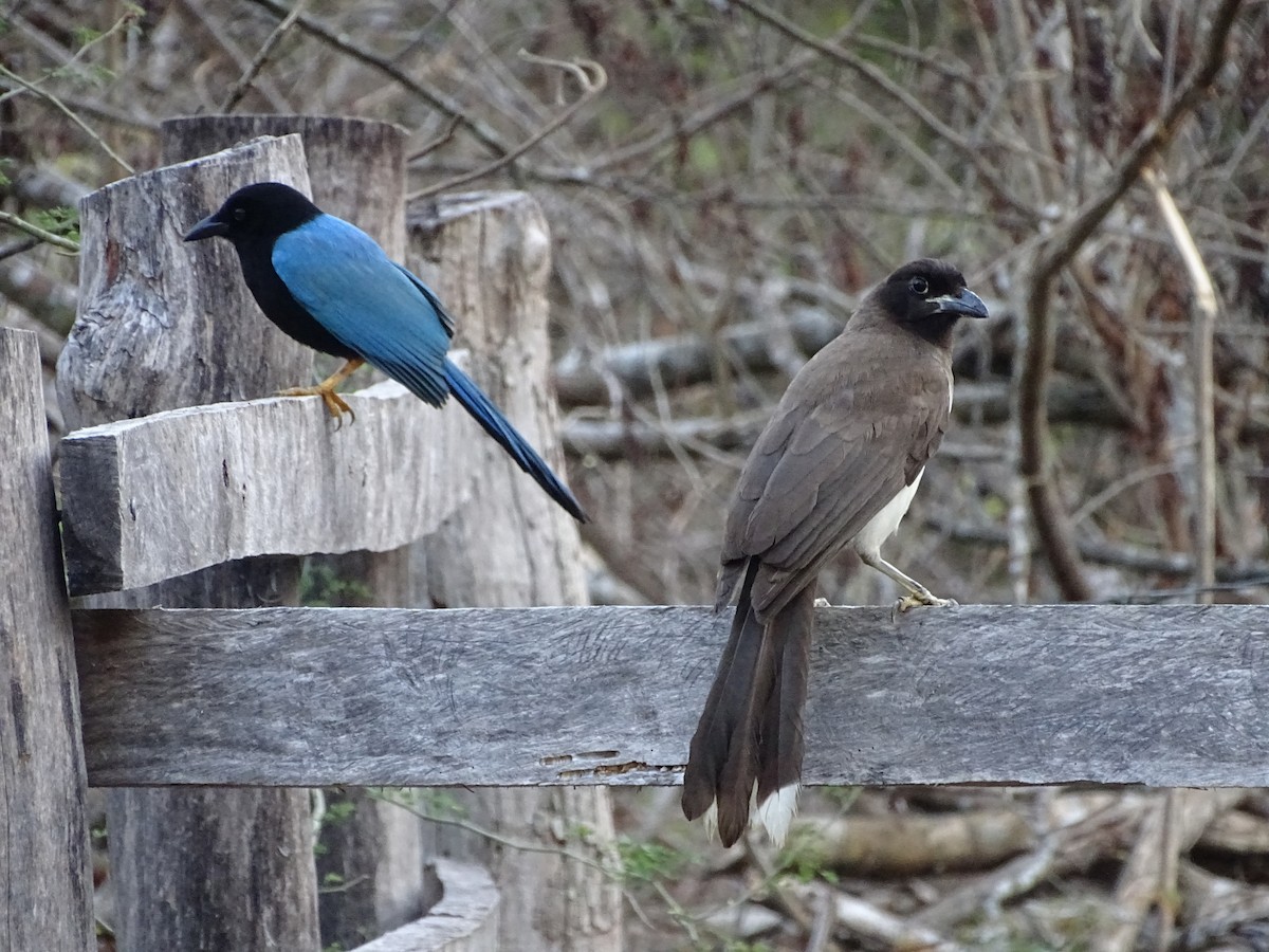 Brown Jay - ML610012982