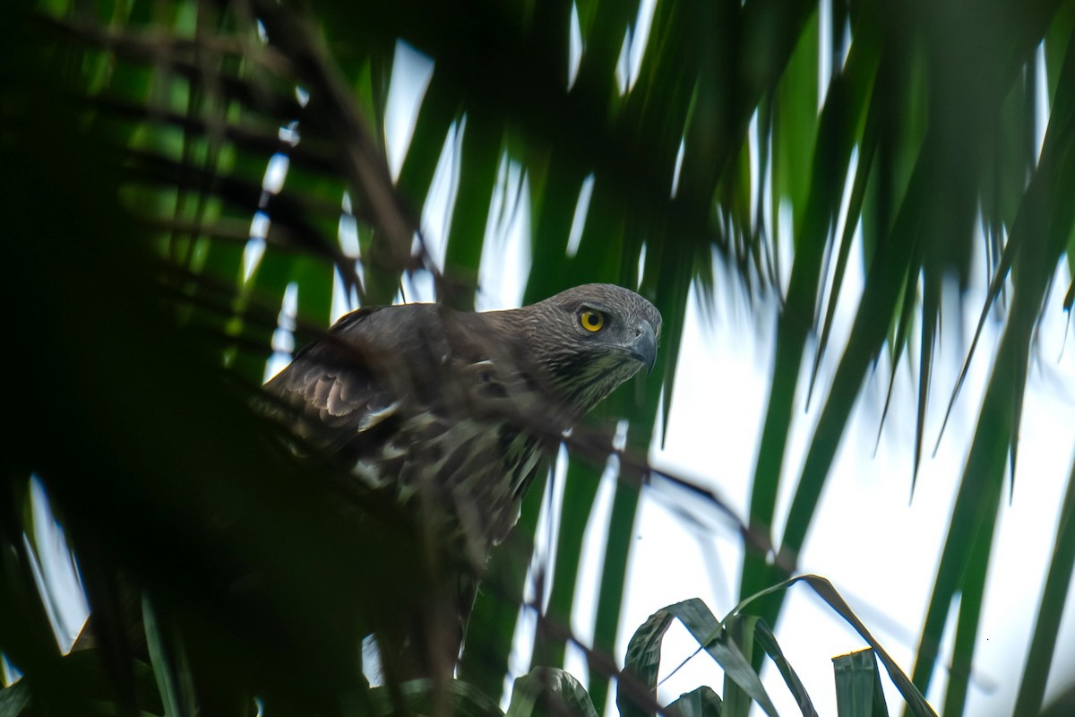 Changeable Hawk-Eagle - Nipin P