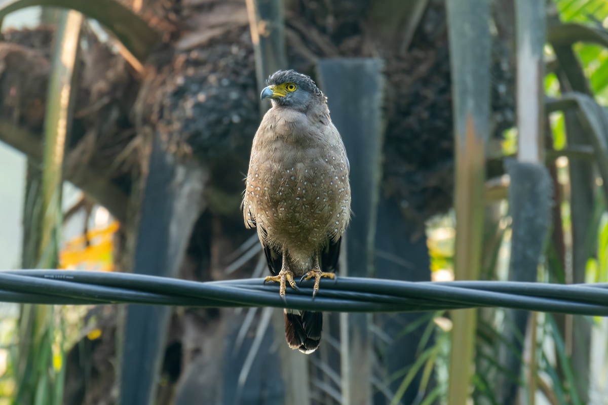 Crested Serpent-Eagle - Nipin P