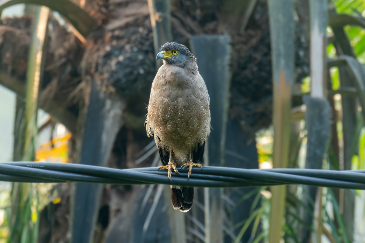 Crested Serpent-Eagle - ML610013005