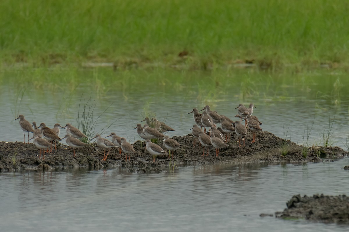 Common Redshank - Nipin P