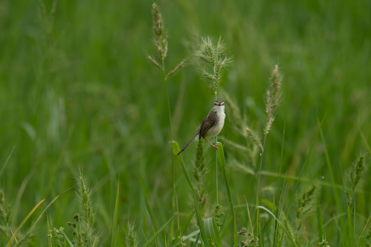 Prinia Sencilla - ML610013060