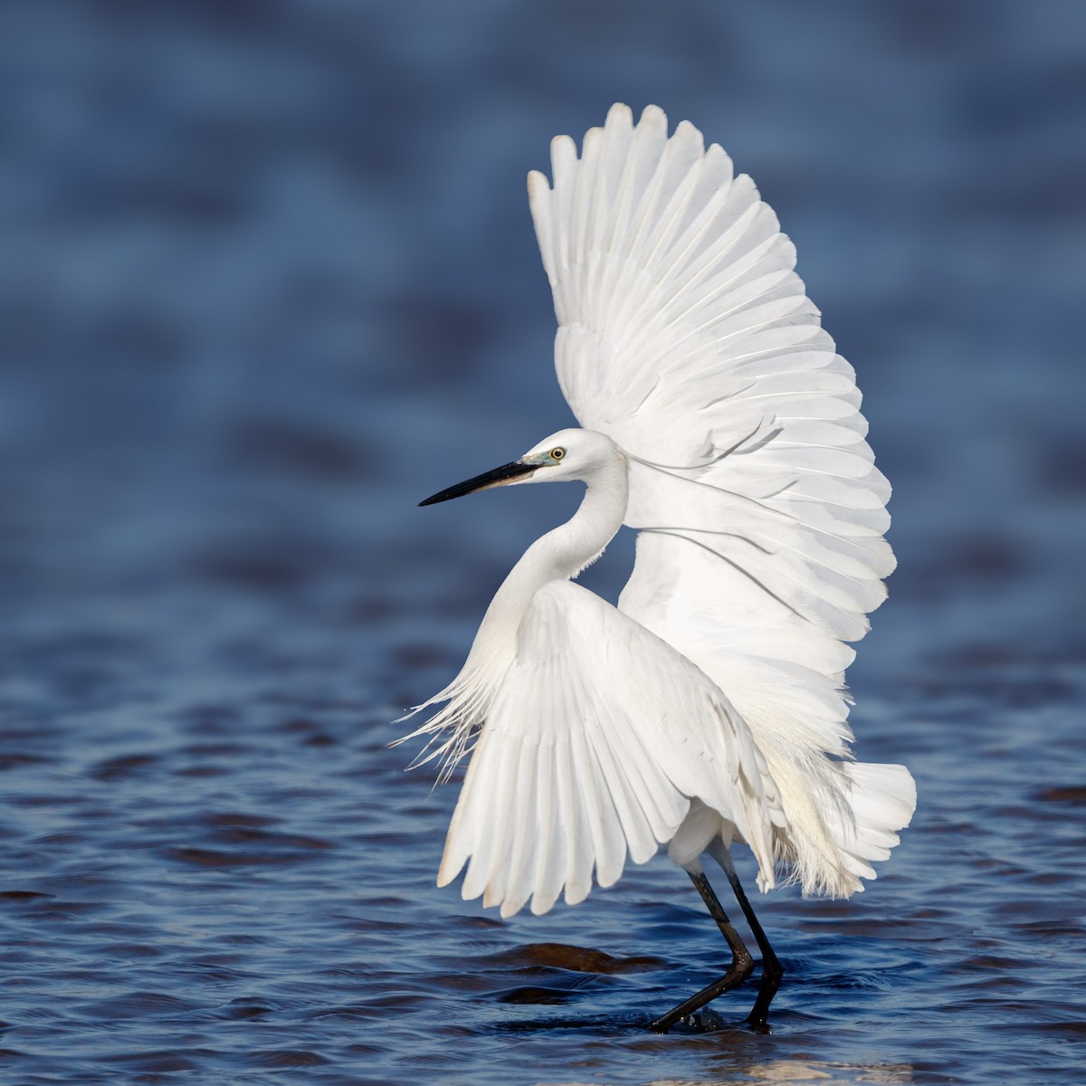 Little Egret - Jerry amEnde