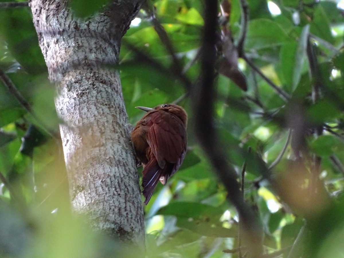 Ruddy Woodcreeper - ML610013139