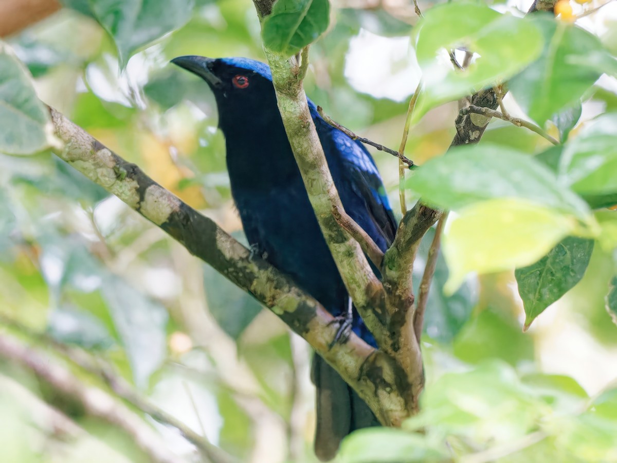Philippine Fairy-bluebird - ML610013158