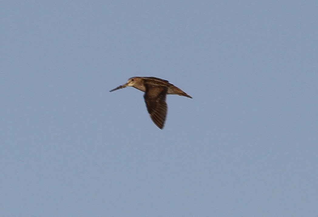 Common/Wilson's Snipe - Chris Forster