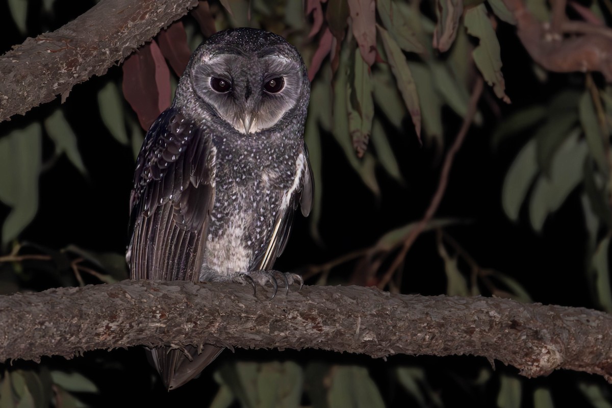 Sooty Owl - ML610013288