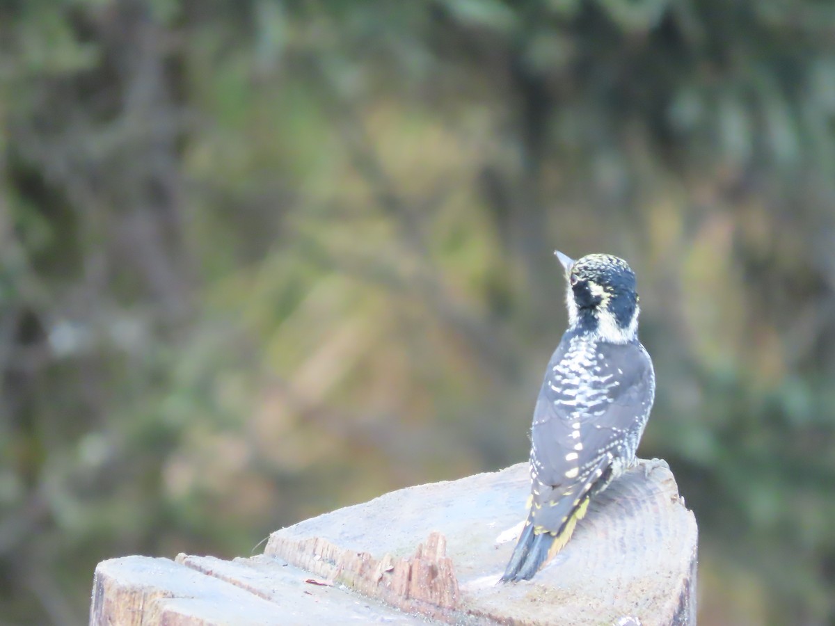 American Three-toed Woodpecker - ML610013314