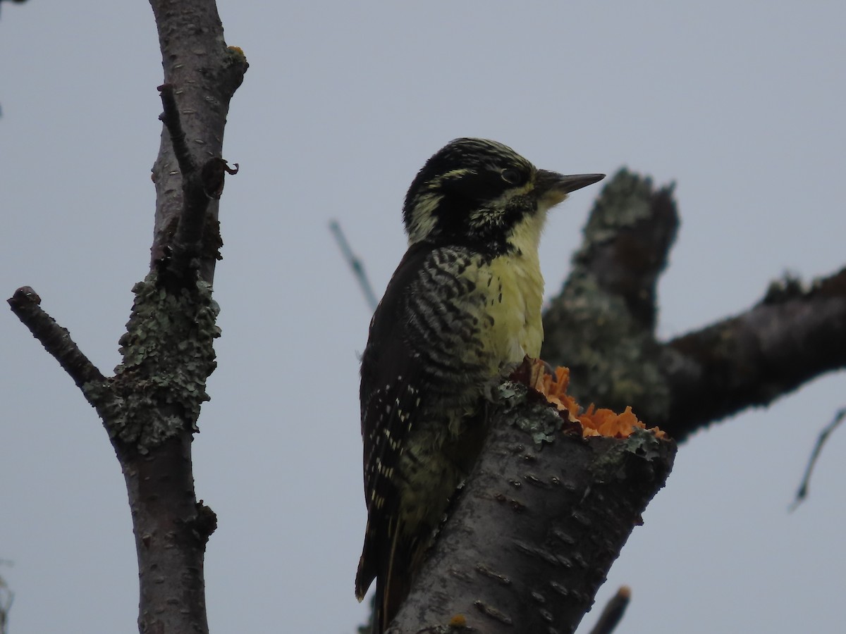 American Three-toed Woodpecker - ML610013316