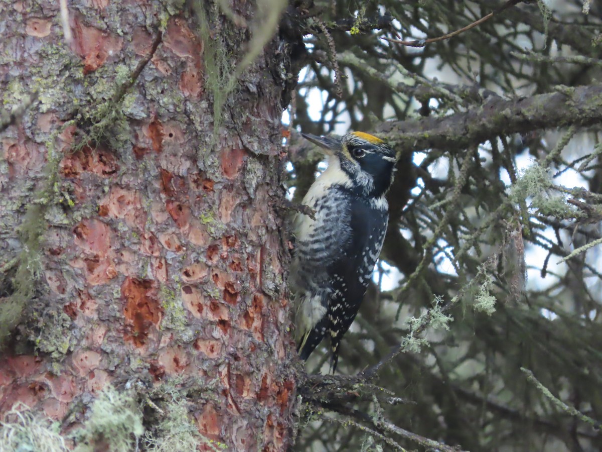 American Three-toed Woodpecker - ML610013320