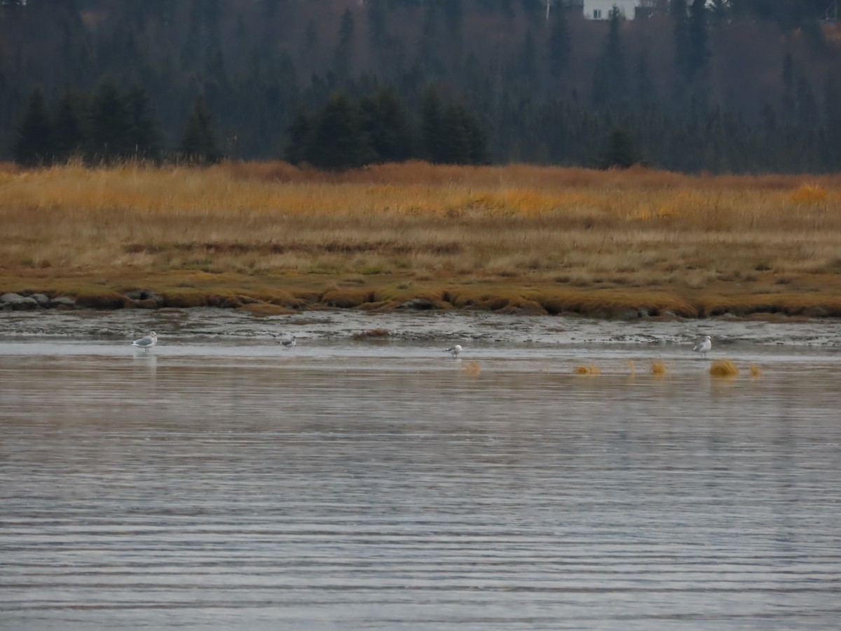 Short-billed Gull - Laura Burke