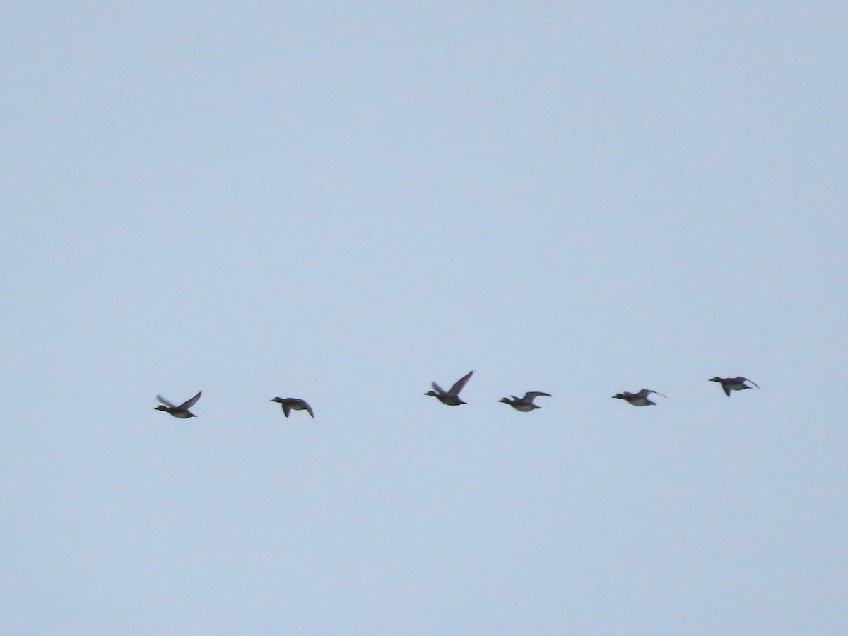 Lesser Scaup - ML610013362