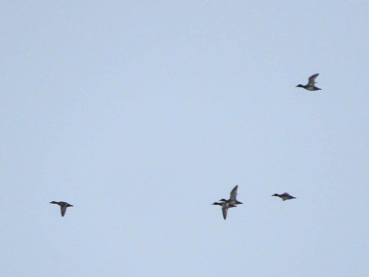 Lesser Scaup - Laura Burke