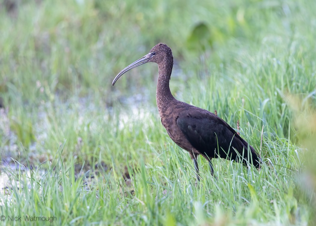 ibis hnědý - ML610013389