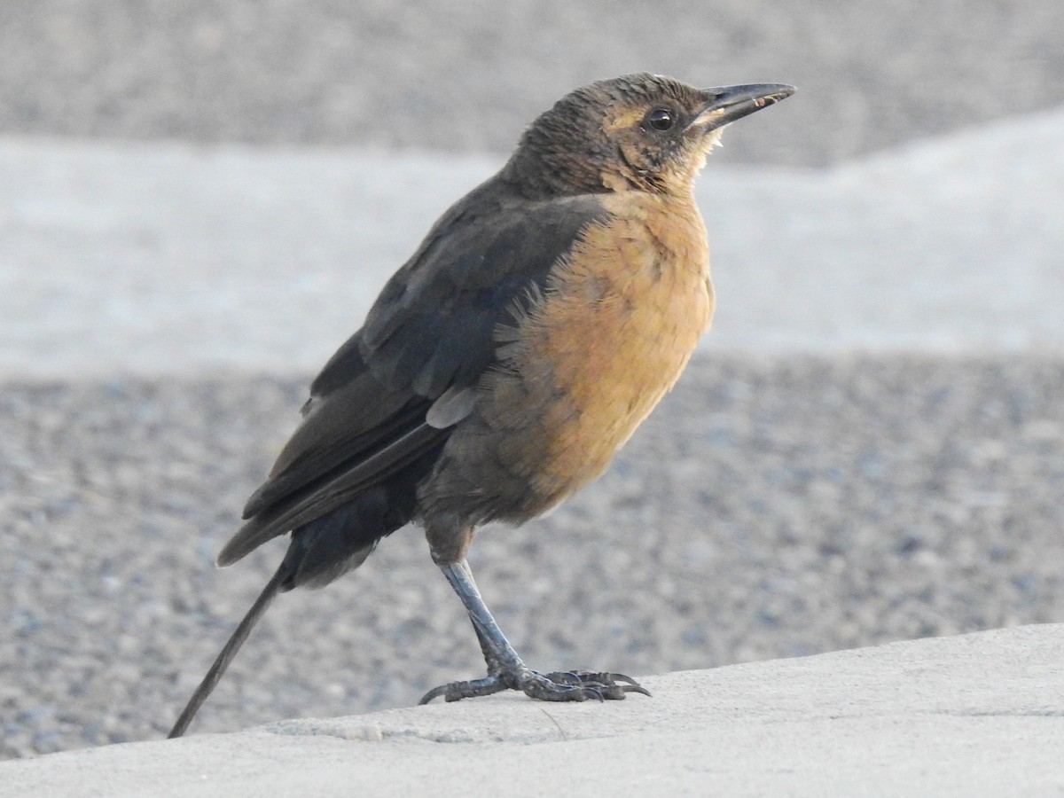 Great-tailed Grackle - ML610013398