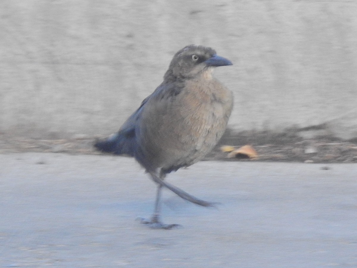 Great-tailed Grackle - ML610013455