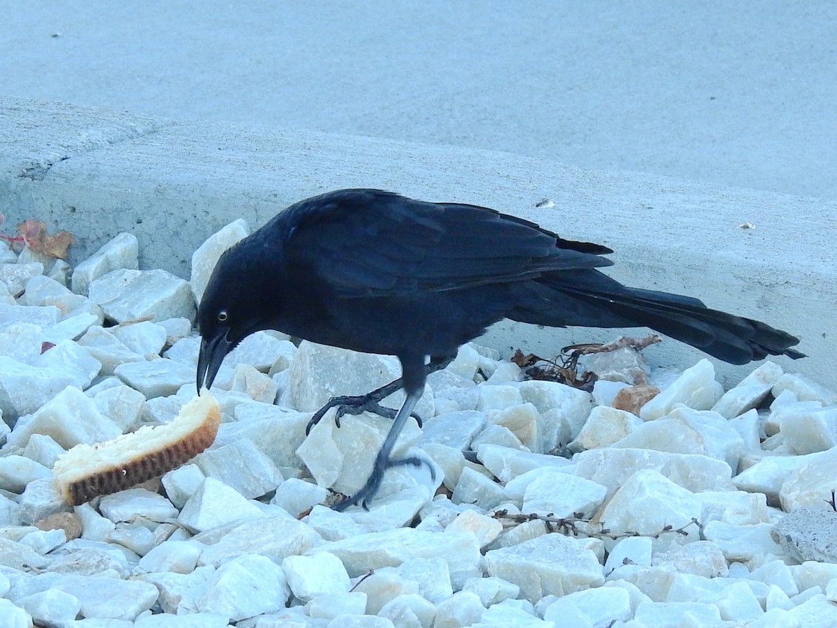 Great-tailed Grackle - ML610013460
