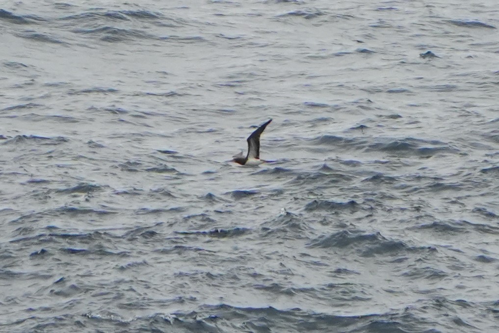 Brown Booby - Daniel López-Velasco | Ornis Birding Expeditions