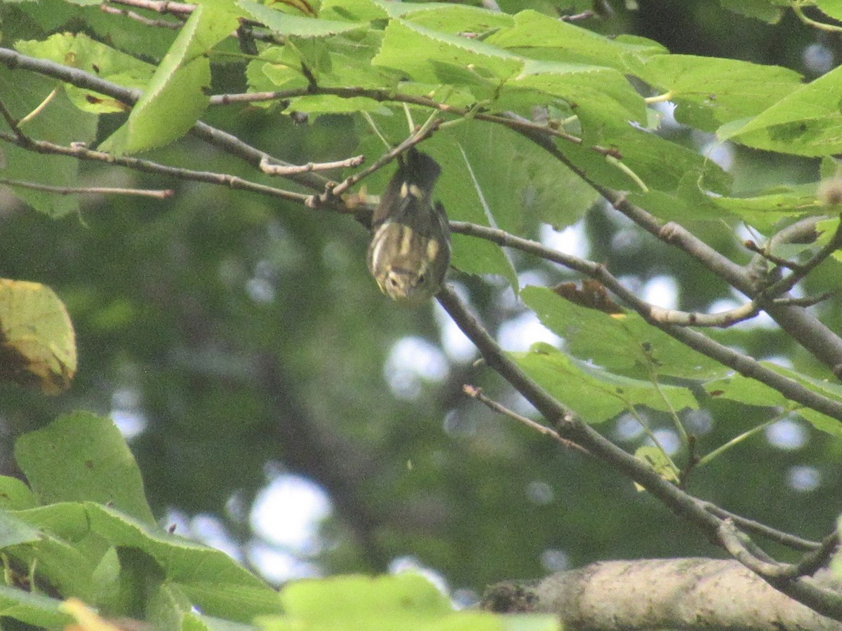 Blackburnian Warbler - Adam Burnett