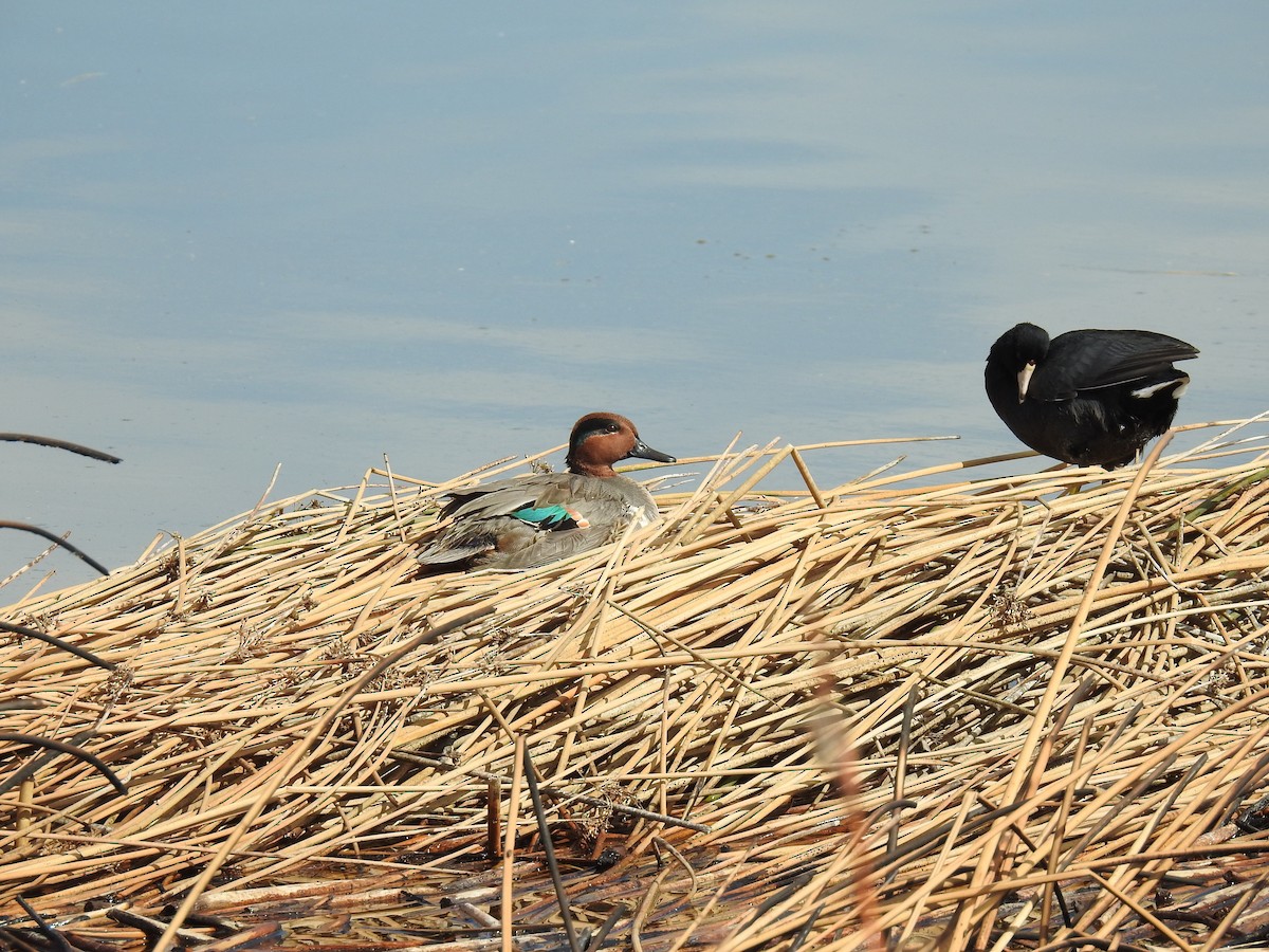 Green-winged Teal - ML610013787